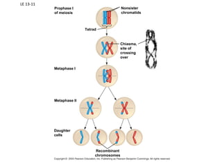 LE 13-11
Prophase I
of meiosis
Tetrad
Nonsister
chromatids
Chiasma,
site of
crossing
over
Recombinant
chromosomes
Metaphase I
Metaphase II
Daughter
cells
 