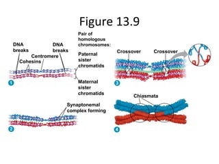 Figure 13.9
DNA
breaks
Cohesins
Centromere
DNA
breaks
Pair of
homologous
chromosomes:
Paternal
sister
chromatids
Maternal
sister
chromatids
Synaptonemal
complex forming
Chiasmata
Crossover Crossover
1
2 4
3
 