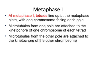 Metaphase I
• At metaphase I, tetrads line up at the metaphase
plate, with one chromosome facing each pole
• Microtubules from one pole are attached to the
kinetochore of one chromosome of each tetrad
• Microtubules from the other pole are attached to
the kinetochore of the other chromosome
 