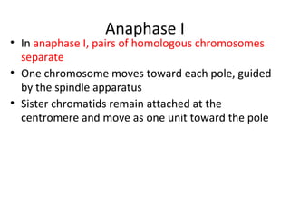 Anaphase I
• In anaphase I, pairs of homologous chromosomes
separate
• One chromosome moves toward each pole, guided
by the spindle apparatus
• Sister chromatids remain attached at the
centromere and move as one unit toward the pole
 