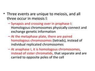 • Three events are unique to meiosis, and all
three occur in meiosis l:
– Synapsis and crossing over in prophase I:
Homologous chromosomes physically connect and
exchange genetic information
– At the metaphase plate, there are paired
homologous chromosomes (tetrads), instead of
individual replicated chromosomes
– At anaphase I, it is homologous chromosomes,
instead of sister chromatids, that separate and are
carried to opposite poles of the cell
 