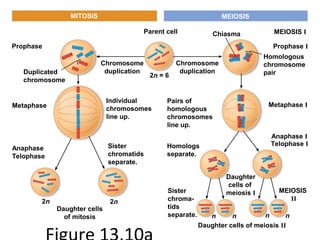 MITOSIS MEIOSIS
Prophase
Duplicated
chromosome
Metaphase
Anaphase
Telophase
2n 2n
Daughter cells
of mitosis
Sister
chromatids
separate.
Individual
chromosomes
line up.
Chromosome
duplication
Chromosome
duplication
2n = 6
Parent cell Chiasma MEIOSIS I
Prophase I
Homologous
chromosome
pair
Metaphase I
Anaphase I
Telophase I
MEIOSIS
II
Pairs of
homologous
chromosomes
line up.
Homologs
separate.
Sister
chroma-
tids
separate.
Daughter cells of meiosis II
Daughter
cells of
meiosis I
n n n n
 