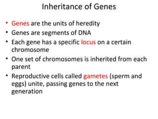 Inheritance of Genes
• Genes are the units of heredity
• Genes are segments of DNA
• Each gene has a specific locus on a certain
chromosome
• One set of chromosomes is inherited from each
parent
• Reproductive cells called gametes (sperm and
eggs) unite, passing genes to the next
generation
 