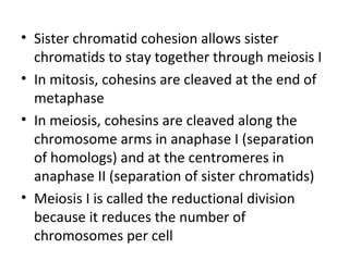 • Sister chromatid cohesion allows sister
chromatids to stay together through meiosis I
• In mitosis, cohesins are cleaved at the end of
metaphase
• In meiosis, cohesins are cleaved along the
chromosome arms in anaphase I (separation
of homologs) and at the centromeres in
anaphase II (separation of sister chromatids)
• Meiosis I is called the reductional division
because it reduces the number of
chromosomes per cell
 
