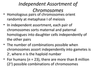 Independent Assortment of
Chromosomes
• Homologous pairs of chromosomes orient
randomly at metaphase I of meiosis
• In independent assortment, each pair of
chromosomes sorts maternal and paternal
homologues into daughter cells independently of
the other pairs
• The number of combinations possible when
chromosomes assort independently into gametes is
2n
, where n is the haploid number
• For humans (n = 23), there are more than 8 million
(223
) possible combinations of chromosomes
 