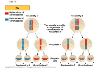 LE 13-10
Key
Maternal set of
chromosomes
Paternal set of
chromosomes
Possibility 1 Possibility 2
Combination 2Combination 1 Combination 3 Combination 4
Daughter
cells
Metaphase II
Two equally probable
arrangements of
chromosomes at
metaphase I
 