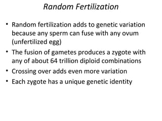 Random Fertilization
• Random fertilization adds to genetic variation
because any sperm can fuse with any ovum
(unfertilized egg)
• The fusion of gametes produces a zygote with
any of about 64 trillion diploid combinations
• Crossing over adds even more variation
• Each zygote has a unique genetic identity
 