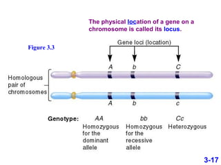3-17
The physical location of a gene on a
chromosome is called its locus.
Figure 3.3
 