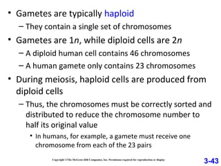 • Gametes are typically haploid
– They contain a single set of chromosomes
• Gametes are 1n, while diploid cells are 2n
– A diploid human cell contains 46 chromosomes
– A human gamete only contains 23 chromosomes
• During meiosis, haploid cells are produced from
diploid cells
– Thus, the chromosomes must be correctly sorted and
distributed to reduce the chromosome number to
half its original value
• In humans, for example, a gamete must receive one
chromosome from each of the 23 pairs
Copyright ©The McGraw-Hill Companies, Inc. Permission required for reproduction or display
3-43
 