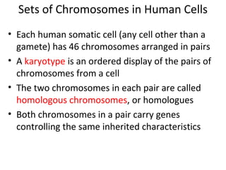 Sets of Chromosomes in Human Cells
• Each human somatic cell (any cell other than a
gamete) has 46 chromosomes arranged in pairs
• A karyotype is an ordered display of the pairs of
chromosomes from a cell
• The two chromosomes in each pair are called
homologous chromosomes, or homologues
• Both chromosomes in a pair carry genes
controlling the same inherited characteristics
 