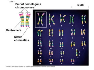 LE 13-3
5 µmPair of homologous
chromosomes
Sister
chromatids
Centromere
 