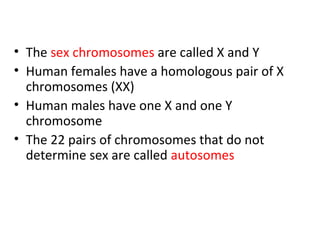 • The sex chromosomes are called X and Y
• Human females have a homologous pair of X
chromosomes (XX)
• Human males have one X and one Y
chromosome
• The 22 pairs of chromosomes that do not
determine sex are called autosomes
 