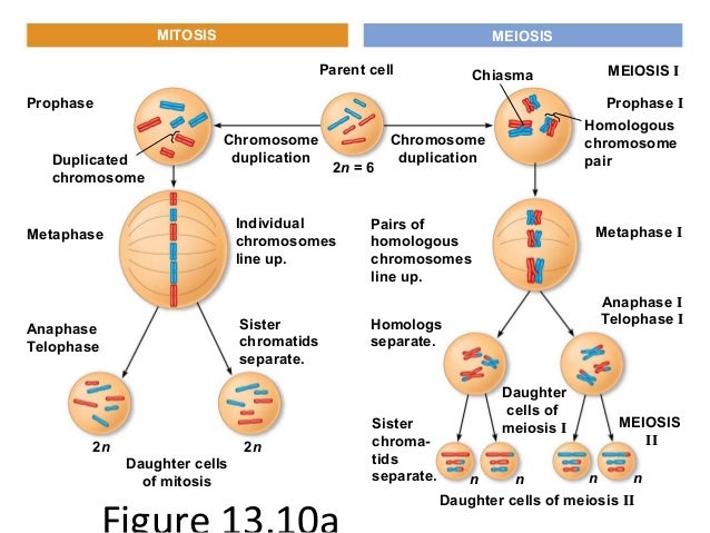 2n 6 meiosis diagram chapter 13 meiosis 2n 6 meiosis diagram chapter 13 meiosis