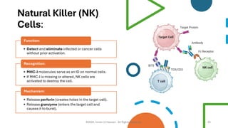Immunity and Immune System | Innate & Adaptive Immunity | Antibodies ...