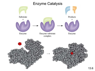 Enzyme Catalysis
13.6
 