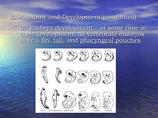 B.  Anatomy and Development (continued) 3.  Embryo development  – at some time in their development, all vertebrate embryos have a  fin ,  tail , and  pharyngeal pouches . 