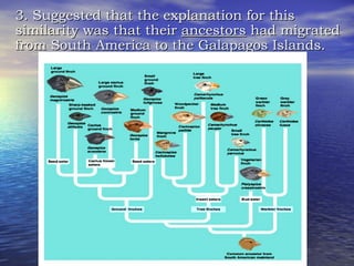 3. Suggested that the explanation for this similarity was that their  ancestors  had migrated from South America to the Galapagos Islands. 