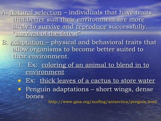 A.  Natural selection  – individuals that have traits that better suit their environment are more likely to  survive  and  reproduce  successfully.  “ survival of the fittest ” B.  Adaptation  – physical and behavioral traits that allow organisms to become better suited to their environment. 1.  Ex:  coloring of an animal to blend in to environment Ex:  thick leaves of a cactus to store water Penguin adaptations – short wings, dense bones http://www.gma.org/surfing/antarctica/penguin.html 