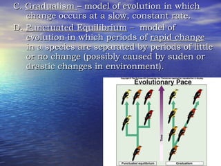 C.  Gradualism  – model of evolution in which change occurs at a  slow , constant rate. D.  Punctuated Equilibrium  –  model of evolution in which periods of  rapid change  in a species are separated by periods of little or no change (possibly caused by suden or drastic changes in environment). 