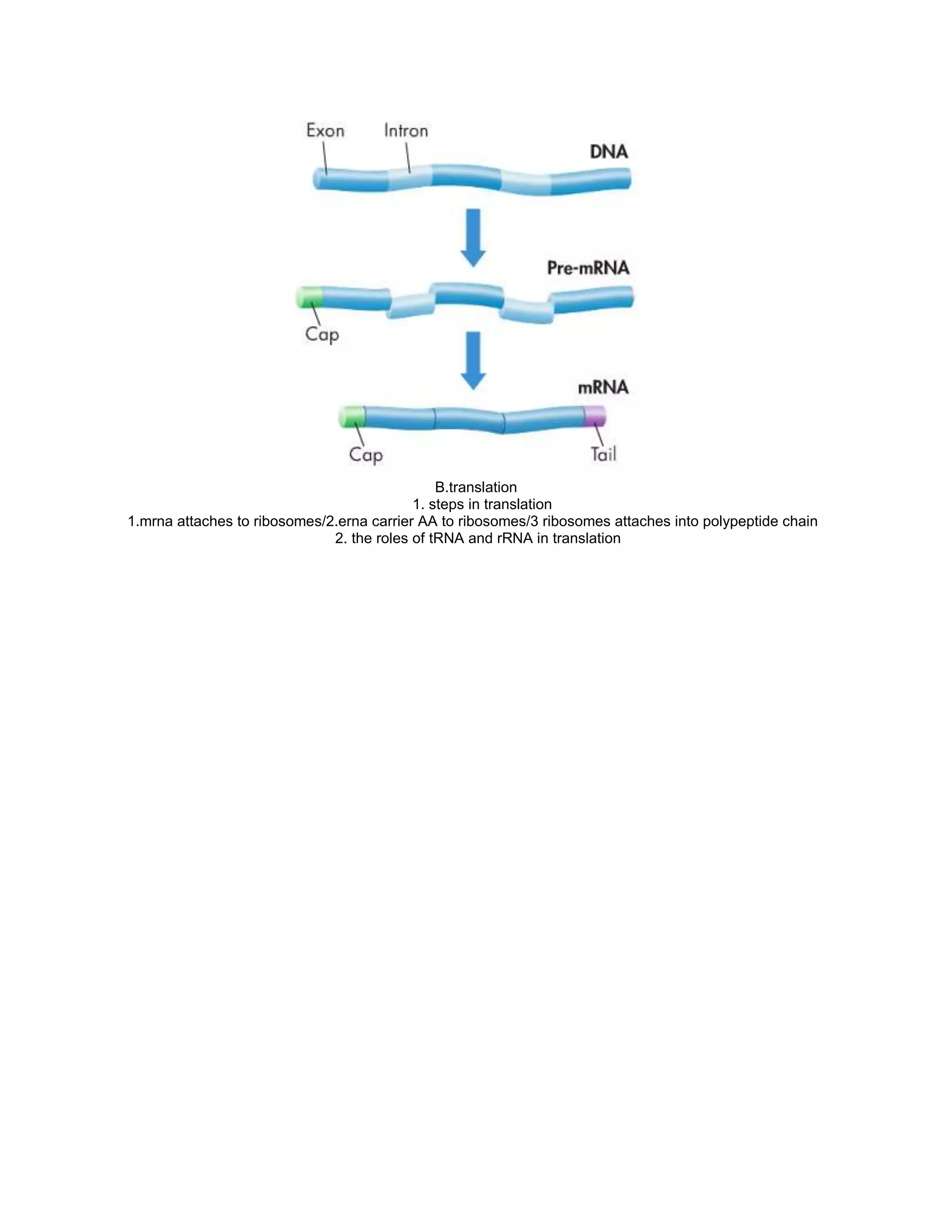 B.translation
                                           1. steps in translation
1.mrna attaches to ribosomes/2.erna carrier AA to ribosomes/3 ribosomes attaches into polypeptide chain
                              2. the roles of tRNA and rRNA in translation
 