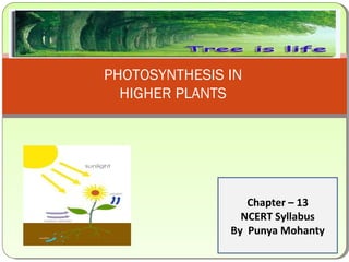 PHOTOSYNTHESIS IN
HIGHER PLANTS
Chapter – 13
NCERT Syllabus
By Punya Mohanty
 