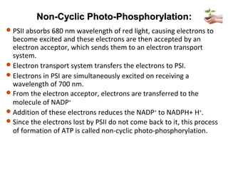 Non-Cyclic Photo-PhosphorylationNon-Cyclic Photo-Phosphorylation::
PSII absorbs 680 nm wavelength of red light, causing electrons to
become excited and these electrons are then accepted by an
electron acceptor, which sends them to an electron transport
system.
Electron transport system transfers the electrons to PSI.
Electrons in PSI are simultaneously excited on receiving a
wavelength of 700 nm.
From the electron acceptor, electrons are transferred to the
molecule of NADP+
Addition of these electrons reduces the NADP+
to NADPH+ H+
.
Since the electrons lost by PSII do not come back to it, this process
of formation of ATP is called non-cyclic photo-phosphorylation.
 