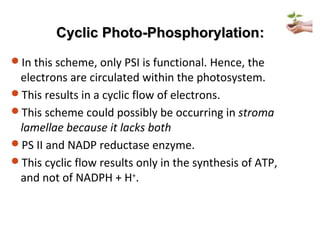 Cyclic Photo-PhosphorylationCyclic Photo-Phosphorylation::
In this scheme, only PSI is functional. Hence, the
electrons are circulated within the photosystem.
This results in a cyclic flow of electrons.
This scheme could possibly be occurring in stroma
lamellae because it lacks both
PS II and NADP reductase enzyme.
This cyclic flow results only in the synthesis of ATP,
and not of NADPH + H+
.
 