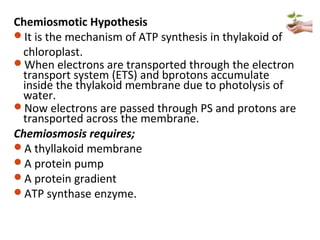 Chemiosmotic Hypothesis
It is the mechanism of ATP synthesis in thylakoid of
chloroplast.
When electrons are transported through the electron
transport system (ETS) and bprotons accumulate
inside the thylakoid membrane due to photolysis of
water.
Now electrons are passed through PS and protons are
transported across the membrane.
Chemiosmosis requires;
A thyllakoid membrane
A protein pump
A protein gradient
ATP synthase enzyme.
 