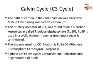 Calvin Cycle (C3 Cycle)
The path of carbon in the dark reaction was traced by
Melvin Calvin using radioactive carbon (14
C).
The primary acceptor of CO2 was found to be a 5-carbon
ketose sugar called Ribulose bisphosphate (RuBP). RuBP is
used in a cyclic manner (regenerated) and a sugar is
synthesised.
The enzyme used for CO2 fixation is RuBisCO (Ribulose
Bisphosphate Carboxylase Oxygenase)
3 phases of Calvin cycle: Carboxylation, Reduction and
Regeneration of RuBP
 