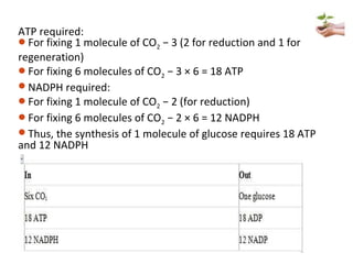 ATP required:
For fixing 1 molecule of CO2 − 3 (2 for reduction and 1 for
regeneration)
For fixing 6 molecules of CO2 − 3 × 6 = 18 ATP
NADPH required:
For fixing 1 molecule of CO2 − 2 (for reduction)
For fixing 6 molecules of CO2 − 2 × 6 = 12 NADPH
Thus, the synthesis of 1 molecule of glucose requires 18 ATP
and 12 NADPH
 