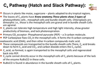 CC44 Pathway (Hatch and Slack PathwaPathway (Hatch and Slack Pathway):y): y)
 Occurs in plants like maize, sugarcane − plants adapted to dry tropical regions.
 The leaves of C4 plants have Kranz anatomy.These plants show 2 types of
photosynthetic cells , mesophyll cells and bundle sheath cells. Chloroplasts are
dimorphic i.e., those is the mesophyll cells are granal and in bundle sheath Cells
are agranal.
 C4 plants can tolerate high temperature and high light intensity, show greater
productivity of biomass, and lack photorespiration.
 Primary CO2 acceptor: Phosphoenol pyruvate (PEP) − a 3-carbon molecule.
 PEP Carboxylase fixes CO2 in the mesophyll cells. It forms the 4-carbon compound
oxaloacetic acid (OAA), and then other 4-carbon compounds malic acid.
 These compounds are transported to the bundle sheath cells.There, C4 acid breaks
down to form C3 acid and CO2, and carbon dioxide enters the C3 cycle).
 C3 acid, so formed, is again transported to the mesophyll cells and regenerated
back into PEP.
 C3 cycle cannot directly occur in the mesophyll cells of C4 plants because of the lack
of the enzyme RuBisCO in these cells.
 RuBisCO is found in abundance in the bundle sheath cells of C4 plants.
 