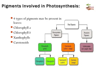 PigmentsPigments InvolvedInvolved inin PhotosynthesisPhotosynthesis::
4 types of pigments may be present in
leaves:
Chlorophyll a
Chlorophyll b
Xanthophylls
Carotenoids
 
