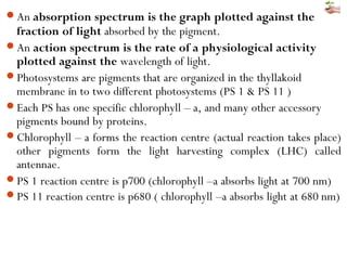 An absorption spectrum is the graph plotted against the
fraction of light absorbed by the pigment.
An action spectrum is the rate of a physiological activity
plotted against the wavelength of light.
Photosystems are pigments that are organized in the thyllakoid
membrane in to two different photosystems (PS 1 & PS 11 )
Each PS has one specific chlorophyll – a, and many other accessory
pigments bound by proteins.
Chlorophyll – a forms the reaction centre (actual reaction takes place)
other pigments form the light harvesting complex (LHC) called
antennae.
PS 1 reaction centre is p700 (chlorophyll –a absorbs light at 700 nm)
PS 11 reaction centre is p680 ( chlorophyll –a absorbs light at 680 nm)
 