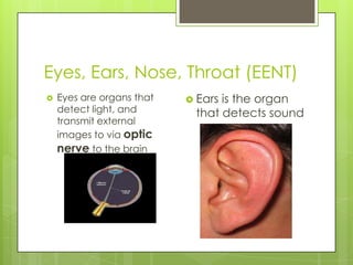 Eyes, Ears, Nose, Throat (EENT)Eyes are organs that detect light, and transmit external images to via optic nerveto the brainEars is the organ that detects sound