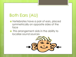 Both Ears (AU)Vertebrates have a pair of ears, placed symmetrically on opposite sides of the faceThis arrangement aids in the ability to localize sound sources