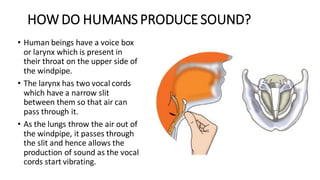 HOW DO HUMANS PRODUCE SOUND?
• Human beings have a voice box
or larynx which is present in
their throat on the upper side of
the windpipe.
• The larynx has two vocal cords
which have a narrow slit
between them so that air can
pass through it.
• As the lungs throw the air out of
the windpipe, it passes through
the slit and hence allows the
production of sound as the vocal
cords start vibrating.
 