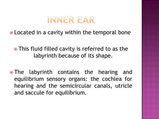 Inner earLocated in a cavity within the temporal boneThis fluid filled cavity is referred to as the labyrinth because of its shape.The labyrinth contains the hearing and equilibrium sensory organs: the cochlea for hearing and the semicircular canals, utricle and saccule for equilibrium.