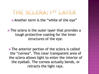 The Sclera:1st layerAnother term is the “white of the eye”The sclera is the outer layer that provides a tough protective coating for the inner structures of the eye.The anterior portion of the sclera is called the “cornea”. This clear transparent area of the sclera allows light to enter the interior of the eyeball. The cornea actually bends, or retracts the light rays.