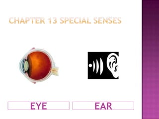 Chapter 13 Special Senses EYE EAR 