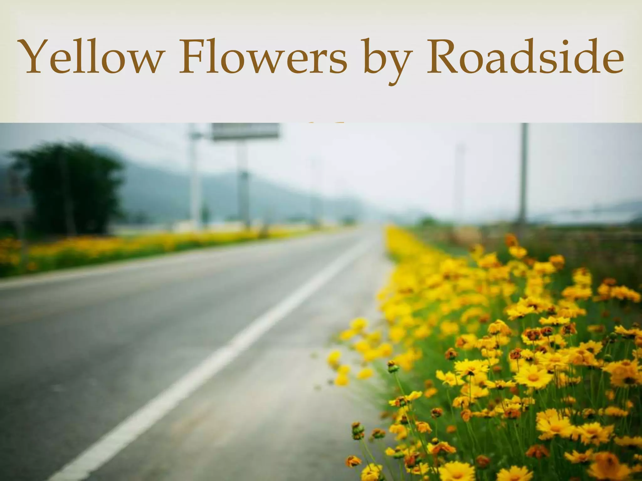 
Yellow Flowers by Roadside
 