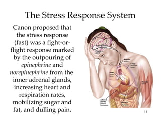 The Stress Response System Canon proposed that the stress response (fast) was a fight-or-flight response marked by the outpouring of  epinephrine  and  norepinephrine  from the  inner adrenal glands, increasing heart and respiration rates, mobilizing sugar and fat, and dulling pain. 