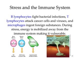 Stress and the Immune System B lymphocytes  fight bacterial infections,  T lymphocytes  attack cancer cells and viruses, and  microphages  ingest foreign substances. During stress, energy is mobilized away from the immune system making it vulnerable. Lennart Nilsson/ Boehringer Ingelhein International GmbH 