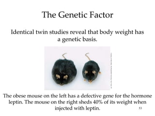 The Genetic Factor Identical twin studies reveal that body weight has a genetic basis. The obese mouse on the left has a defective gene for the hormone leptin. The mouse on the right sheds 40% of its weight when injected with leptin. Courtesy of John Soltis, The Rockefeller University, New York, NY 