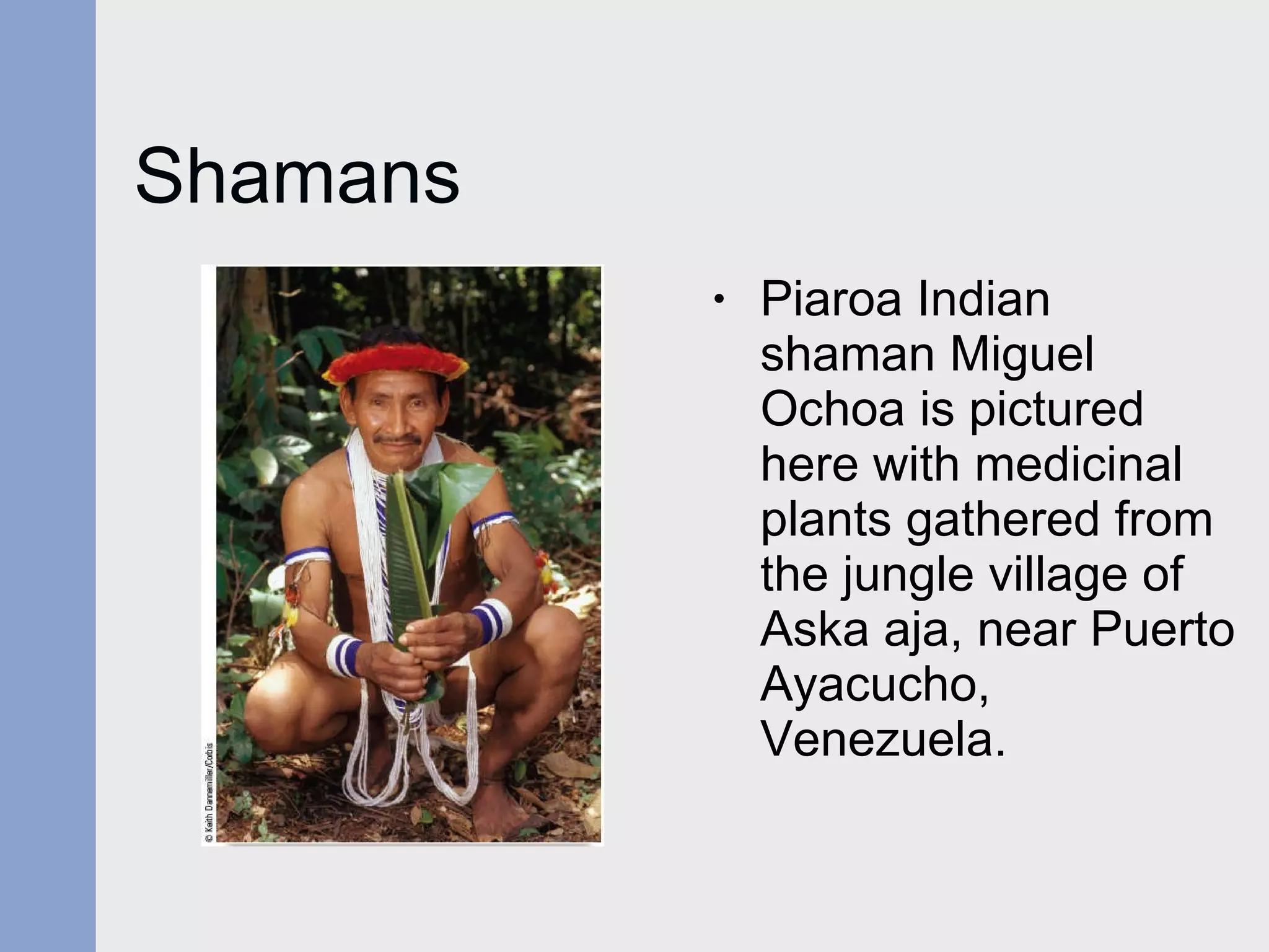 Shamans Piaroa Indian shaman Miguel Ochoa is pictured here with medicinal plants gathered from the jungle village of Aska aja, near Puerto Ayacucho,  Venezuela. 