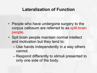 Lateralization of Function People who have undergone surgery to the corpus callosum are referred to as  split-brain people . Spit brain people maintain normal intellect and motivation but they tend to: Use hands independently in a way others cannot. Respond differently to stimuli presented to only one side of the body. 