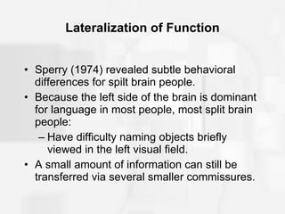Lateralization of Function Sperry (1974) revealed subtle behavioral differences for spilt brain people. Because the left side of the brain is dominant for language in most people, most split brain people: Have difficulty naming objects briefly viewed in the left visual field. A small amount of information can still be transferred via several smaller commissures. 
