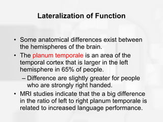 Lateralization of Function Some anatomical differences exist between the hemispheres of the brain. The  planum temporale  is an area of the temporal cortex that is larger in the left hemisphere in 65% of people. Difference are slightly greater for people who are strongly right handed. MRI studies indicate that the a big difference in the ratio of left to right planum temporale is related to increased language performance. 