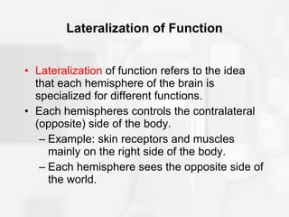 Lateralization of Function Lateralization  of function refers to the idea that each hemisphere of the brain is specialized for different functions.  Each hemispheres controls the contralateral (opposite) side of the body. Example: skin receptors and muscles mainly on the right side of the body. Each hemisphere sees the opposite side of the world. 