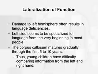 Lateralization of Function Damage to left hemisphere often results in language deficiencies. Left side seems to be specialized for language from the very beginning in most people. The corpus callosum matures gradually through the first 5 to 10 years. Thus, young children have difficulty comparing information from the left and right hand. 