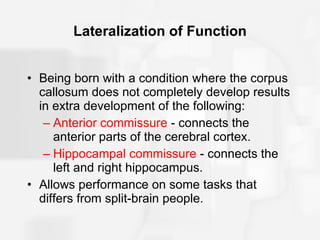 Lateralization of Function Being born with a condition where the corpus callosum does not completely develop results in extra development of the following: Anterior commissure  - connects the anterior parts of the cerebral cortex. Hippocampal commissure  - connects the left and right hippocampus. Allows performance on some tasks that differs from split-brain people. 